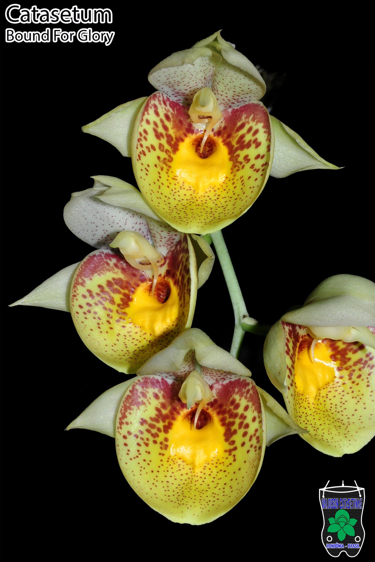 Catasetum || Fall 2026 Pre Order