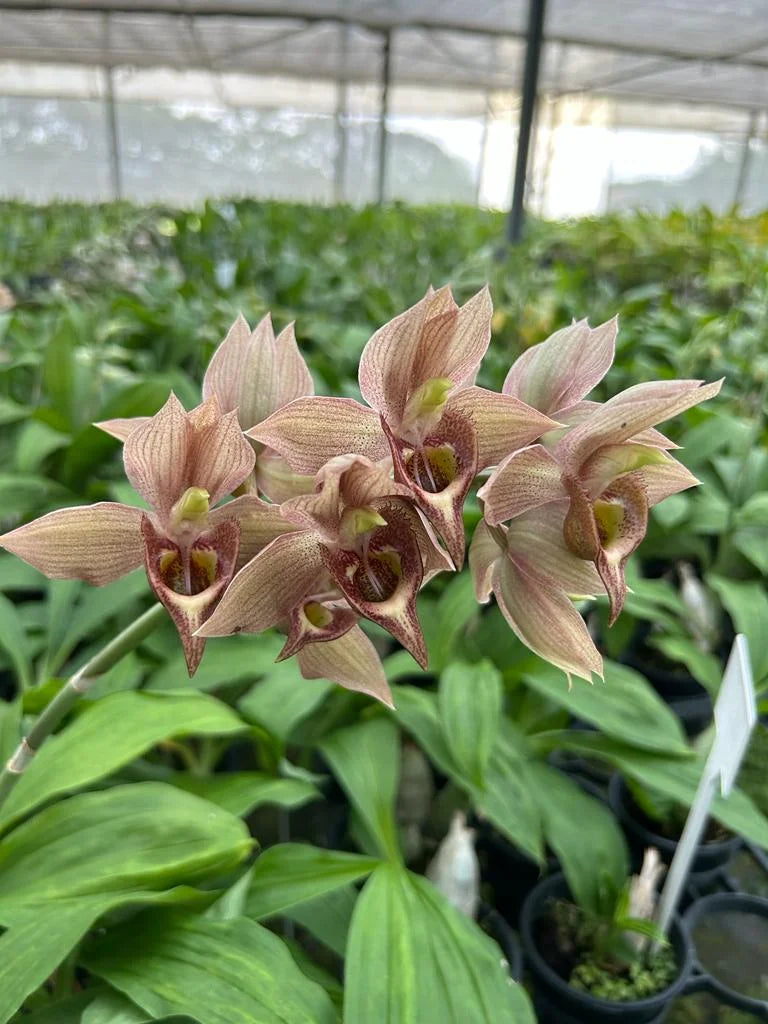 Catasetum || Fall 2026 Pre Order