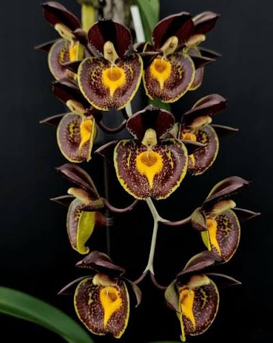Catasetum || Fall 2026 Pre Order