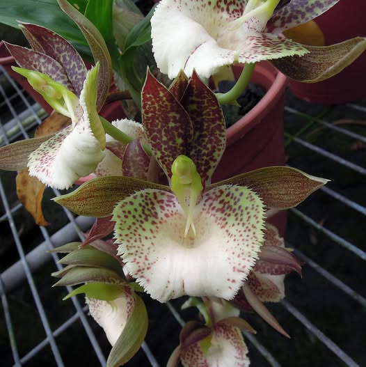 Catasetum || Fall 2026 Pre Order