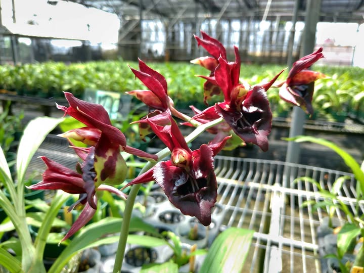 Catasetum || Fall 2026 Pre Order