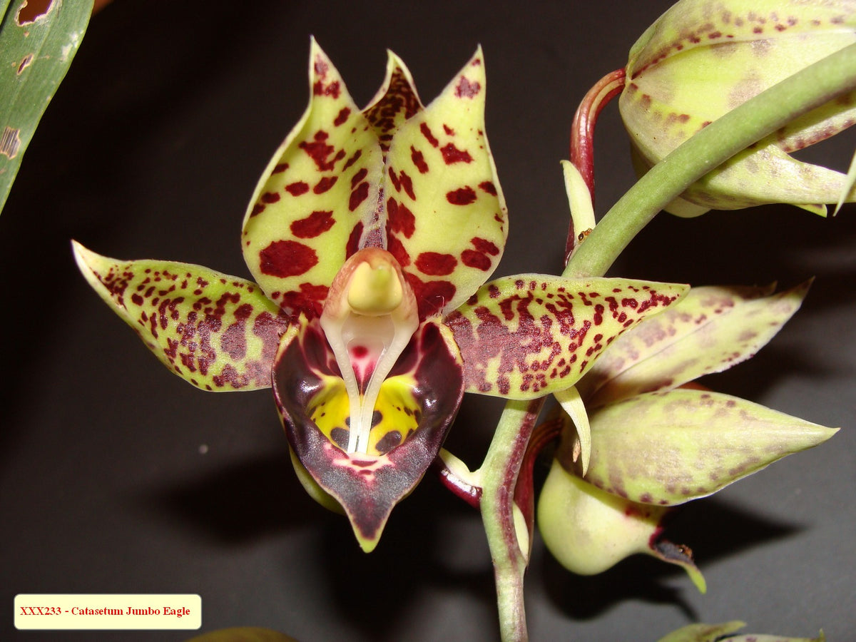 Catasetum || Fall 2026 Pre Order
