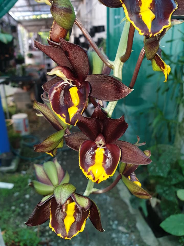Catasetum || Fall 2026 Pre Order