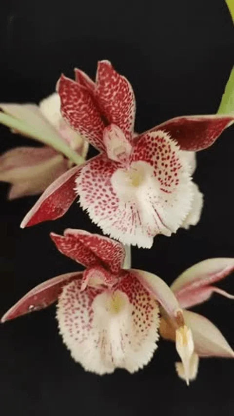 Catasetum || Fall 2026 Pre Order
