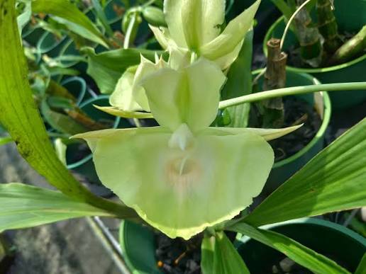 Catasetum || Fall 2026 Pre Order