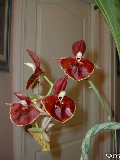 Catasetum || Fall 2026 Pre Order