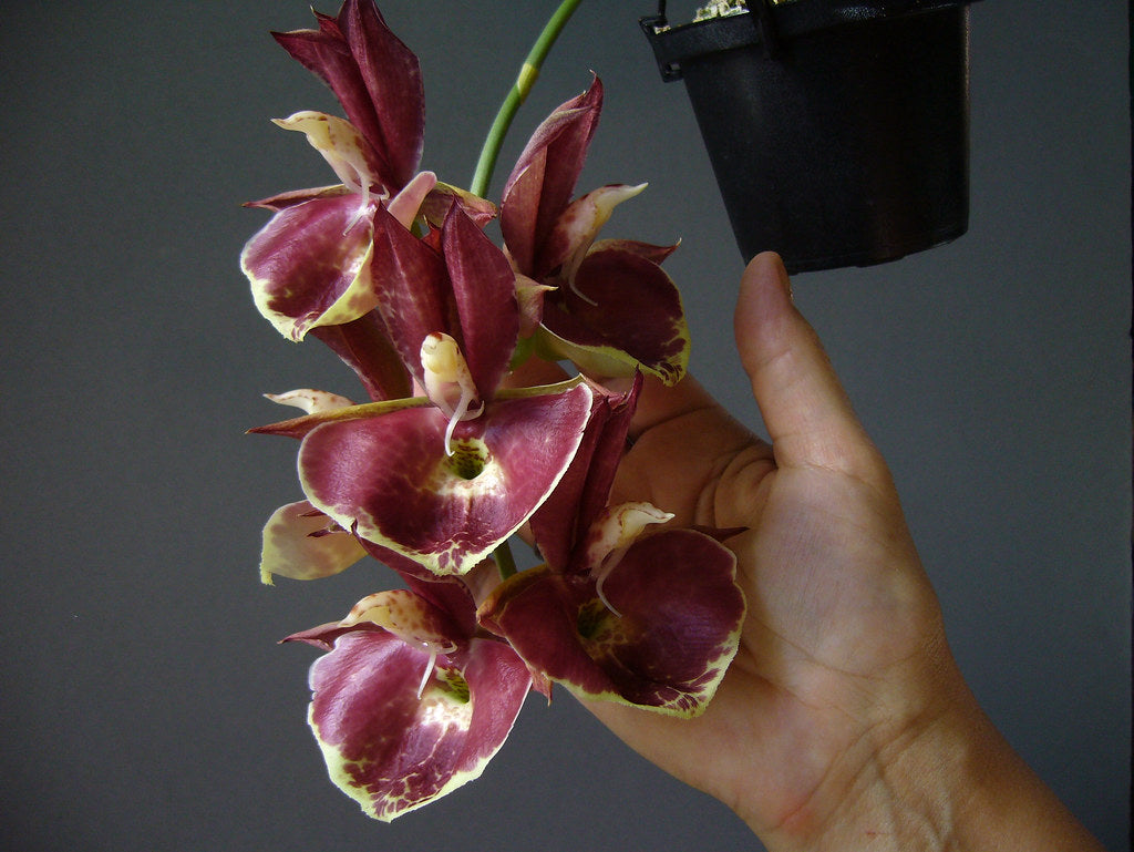 Catasetum || Fall 2026 Pre Order