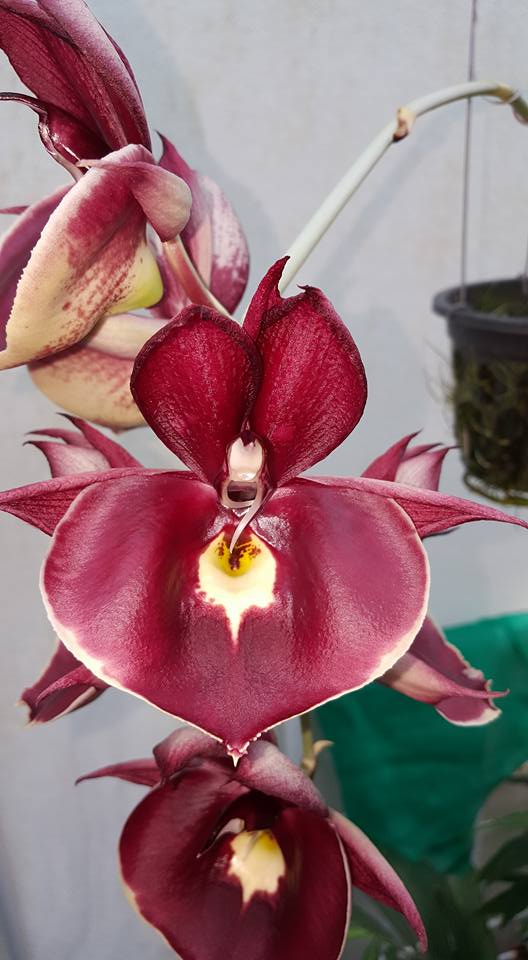 Catasetum || Fall 2026 Pre Order