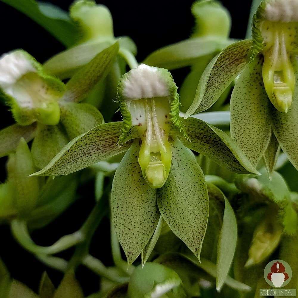 Catasetum || Fall 2026 Pre Order