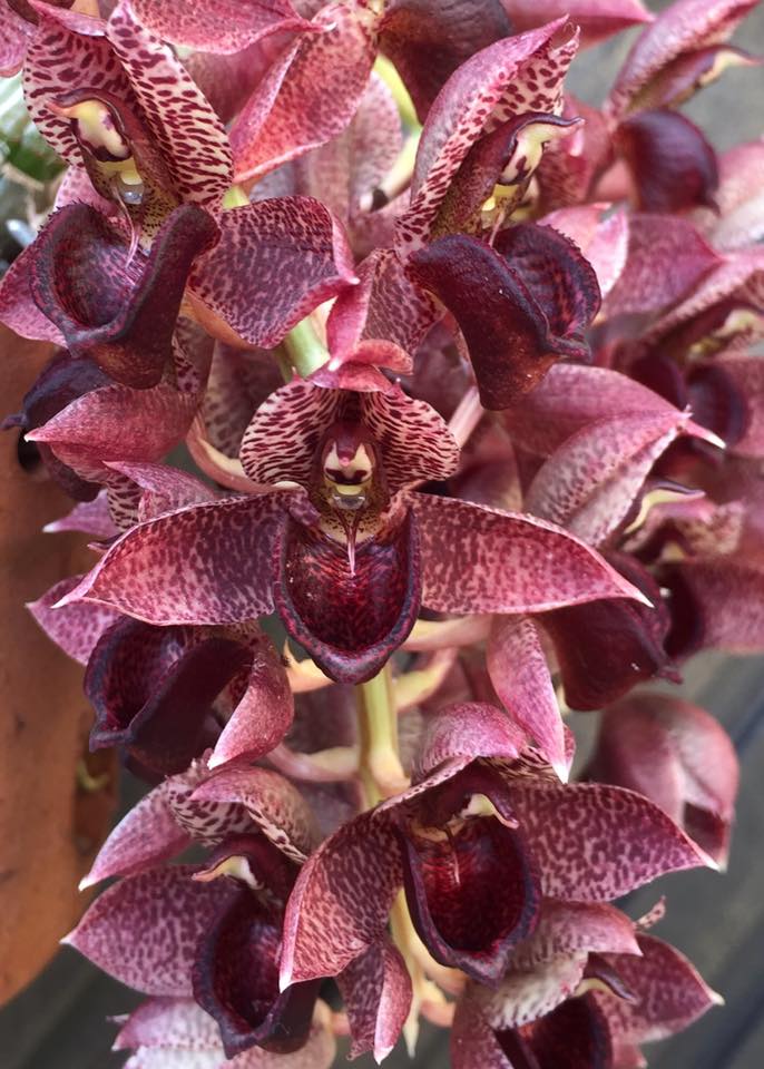 Catasetum || Fall 2026 Pre Order