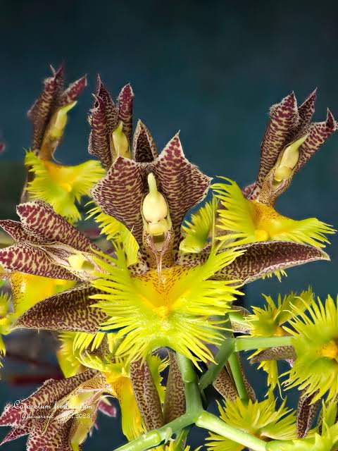Catasetum || Fall 2026 Pre Order