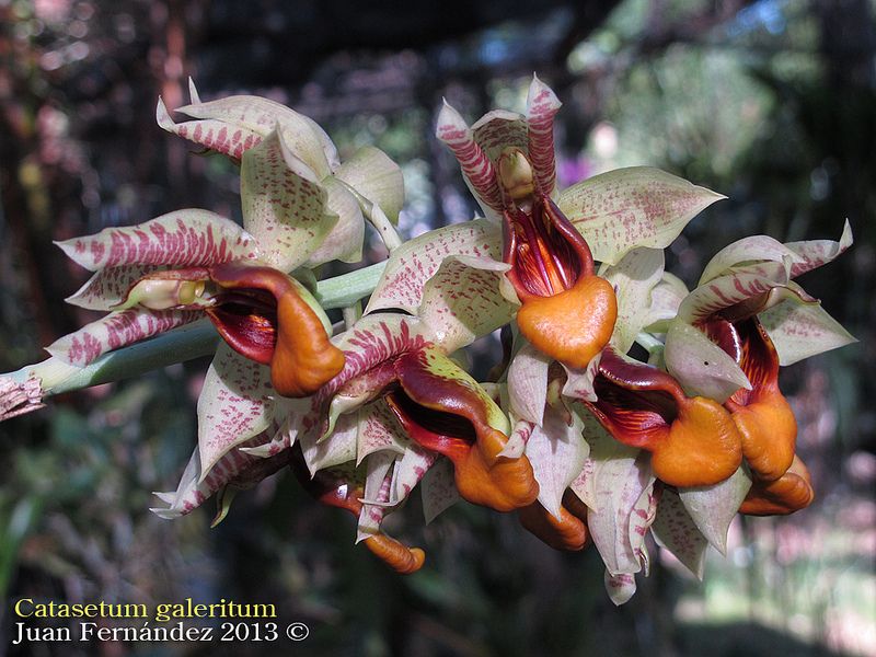 Catasetum || Fall 2026 Pre Order