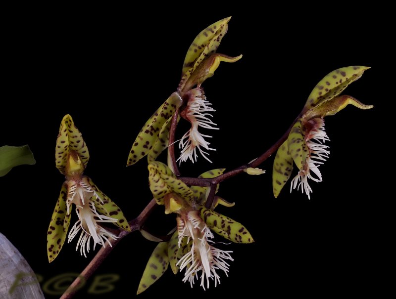 Catasetum || Fall 2026 Pre Order