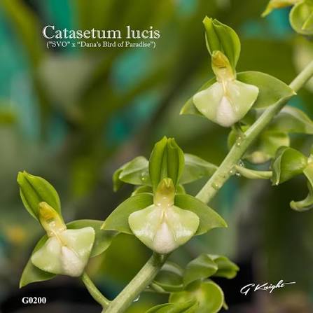 Catasetum || Fall 2026 Pre Order