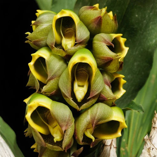 Catasetum || Fall 2026 Pre Order