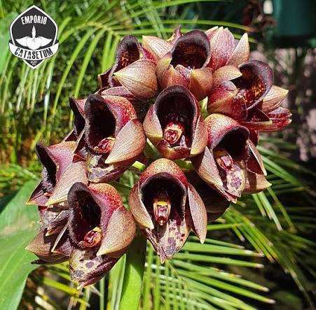 Catasetum || Fall 2026 Pre Order