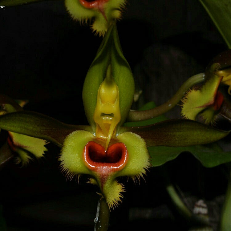 Catasetum || Fall 2026 Pre Order