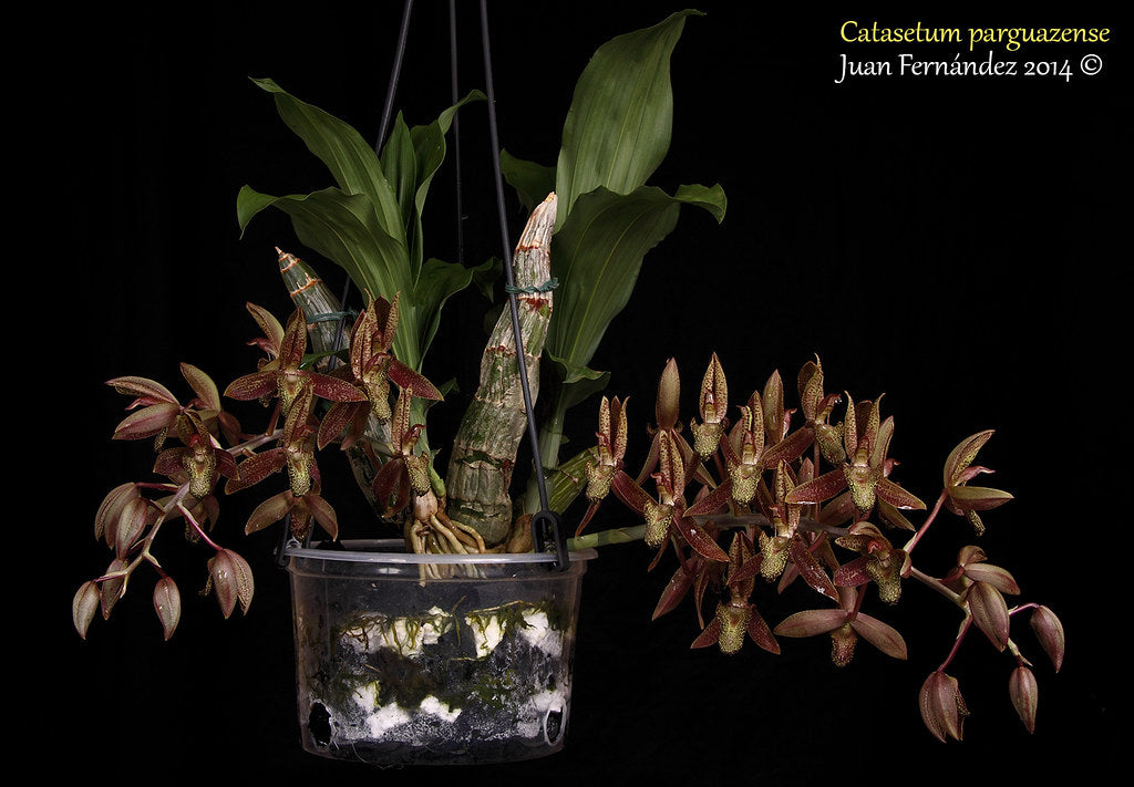 Catasetum || Fall 2026 Pre Order