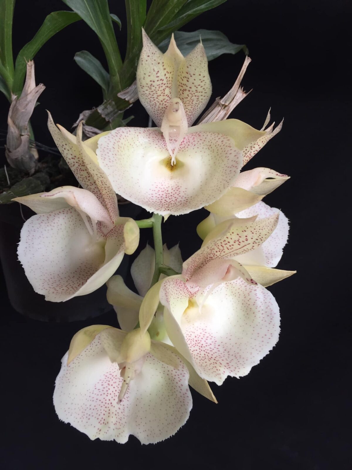 Catasetum || Fall 2026 Pre Order