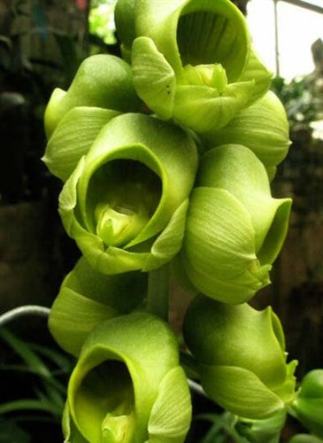 Catasetum || Fall 2026 Pre Order