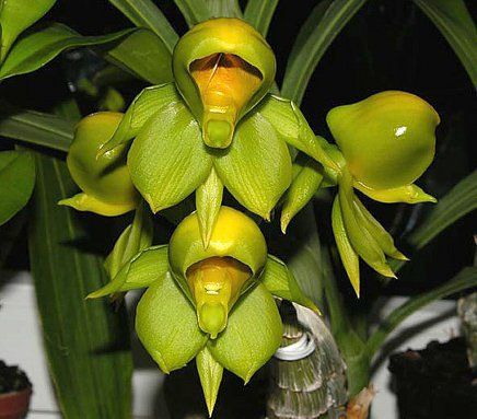 Catasetum || Fall 2026 Pre Order