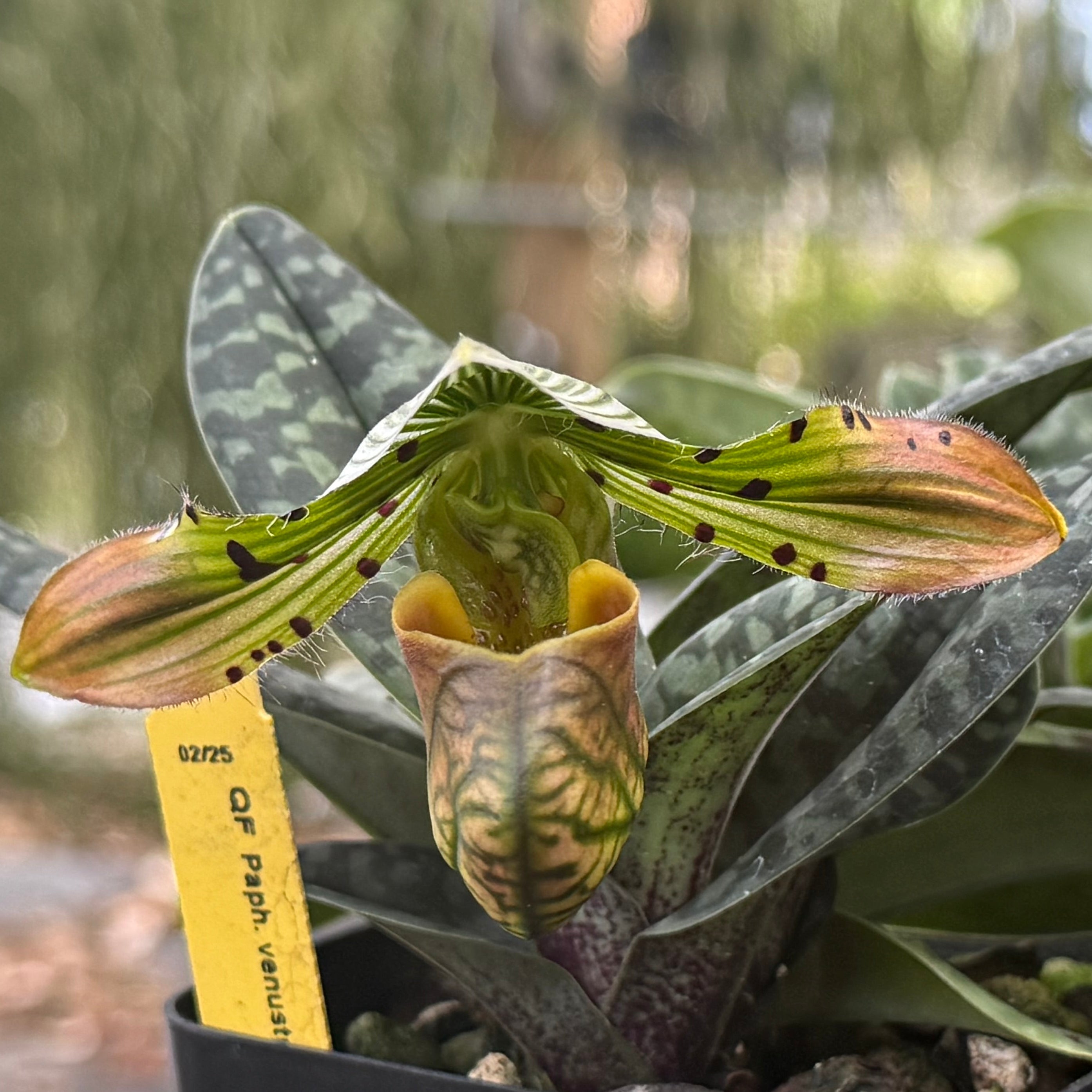 Paph. venustum- colored form