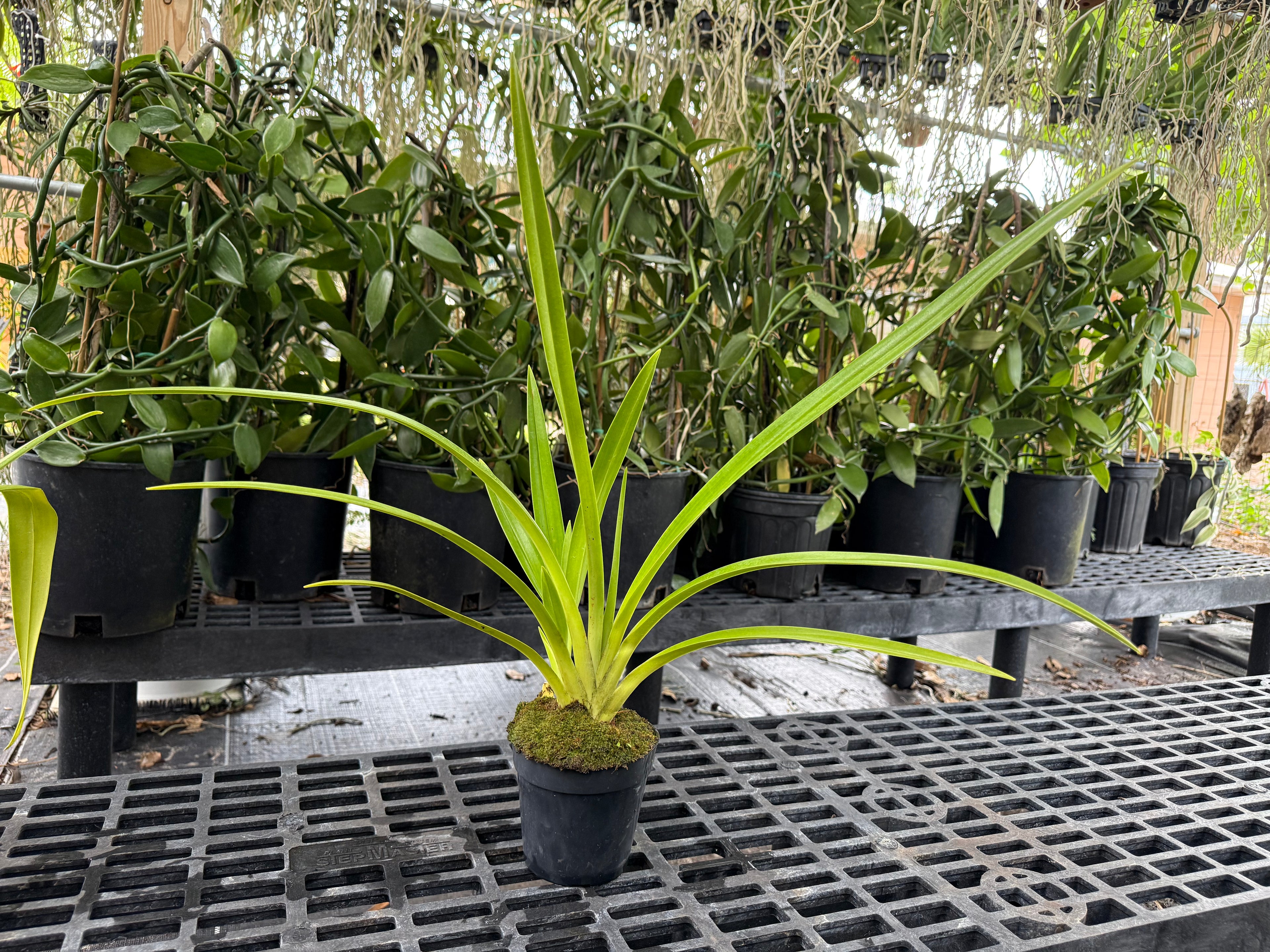Phragmipedium Leslie Garay (caudatum x longifolium)