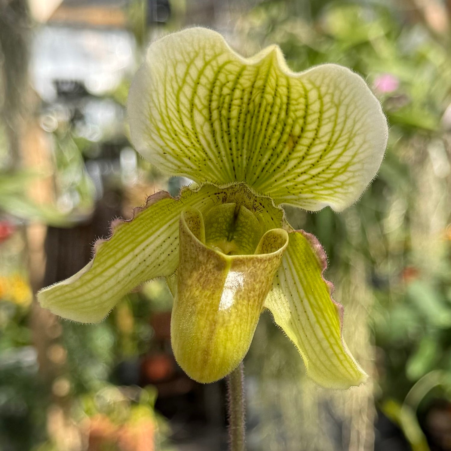 Hybridized in the USA!- Paphiopedilum QF Makaweo