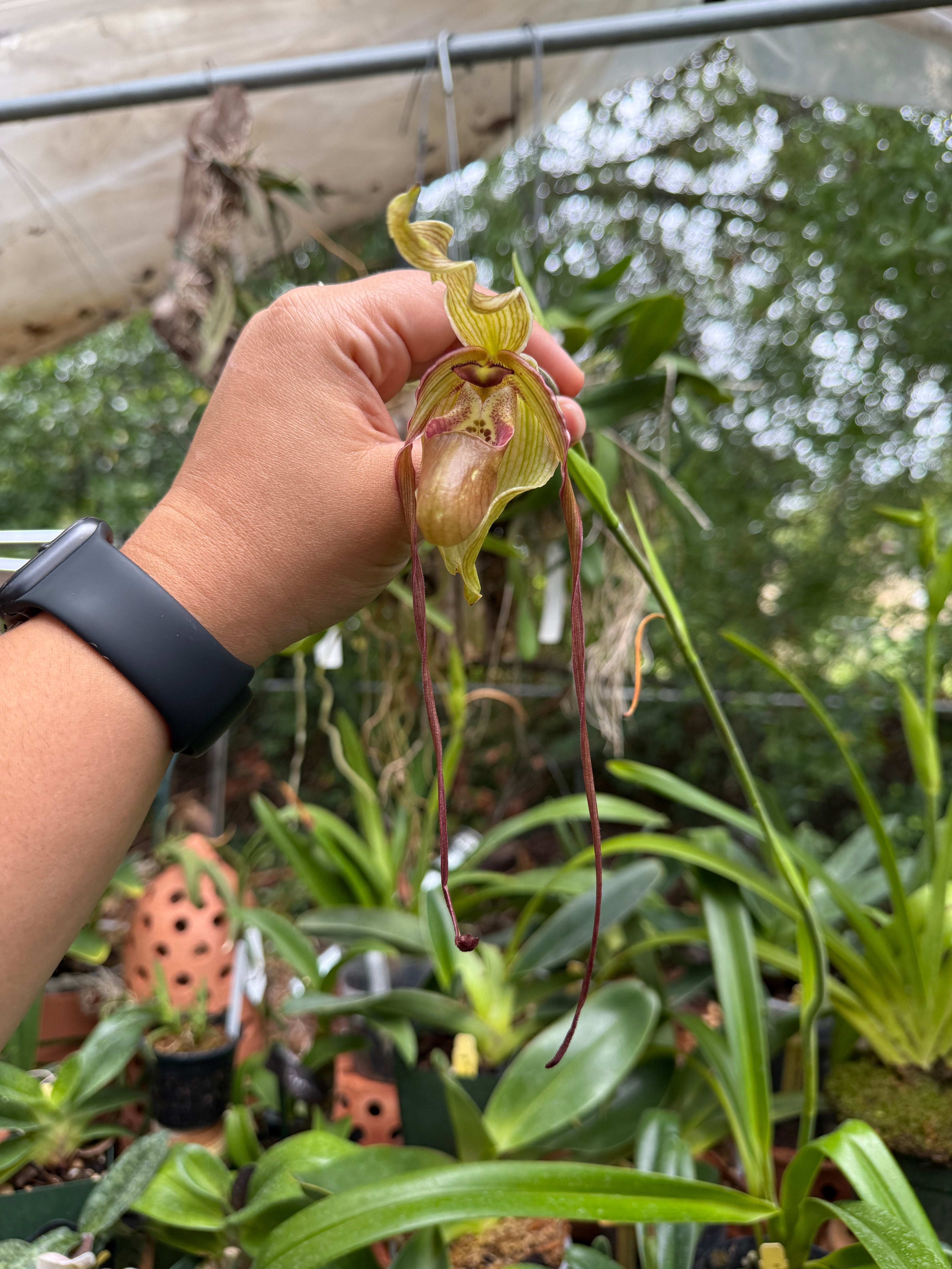 Phrag. Leslie Garay (caudatum x longifolium)