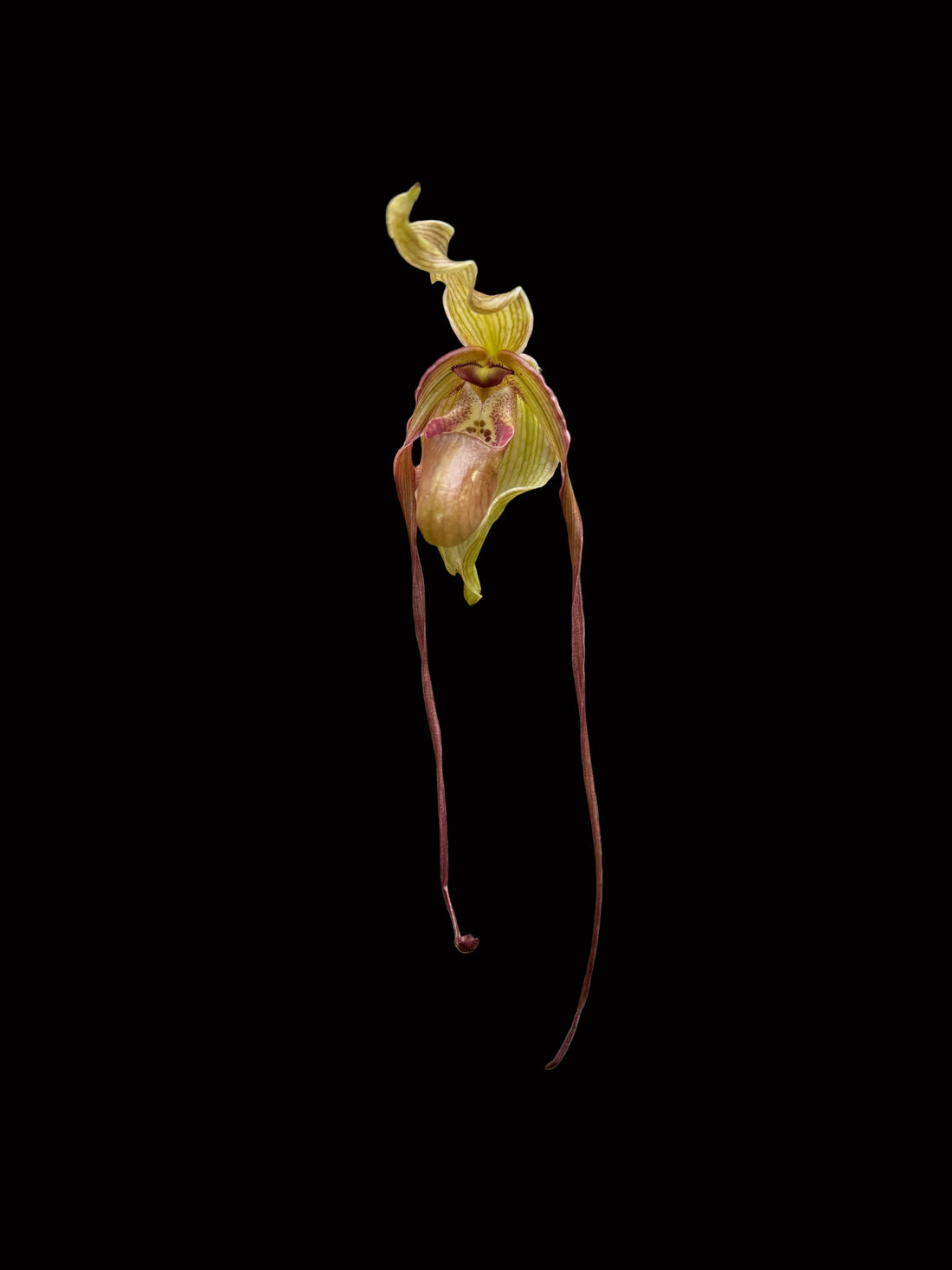 Phragmipedium Leslie Garay (caudatum x longifolium)