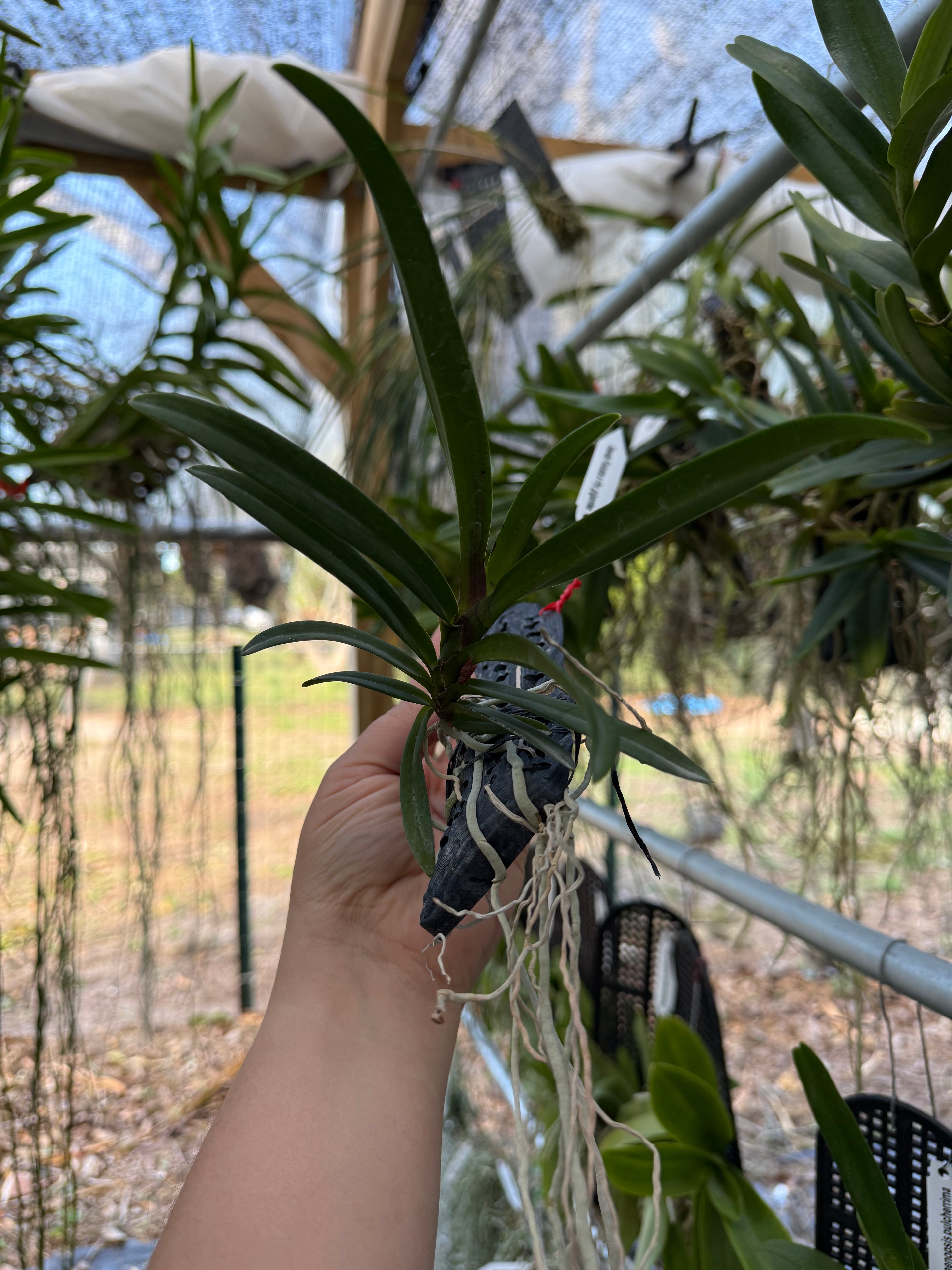 Vandachostylis Pinky (Vanda falcata x Rhynchostylis gigantea)