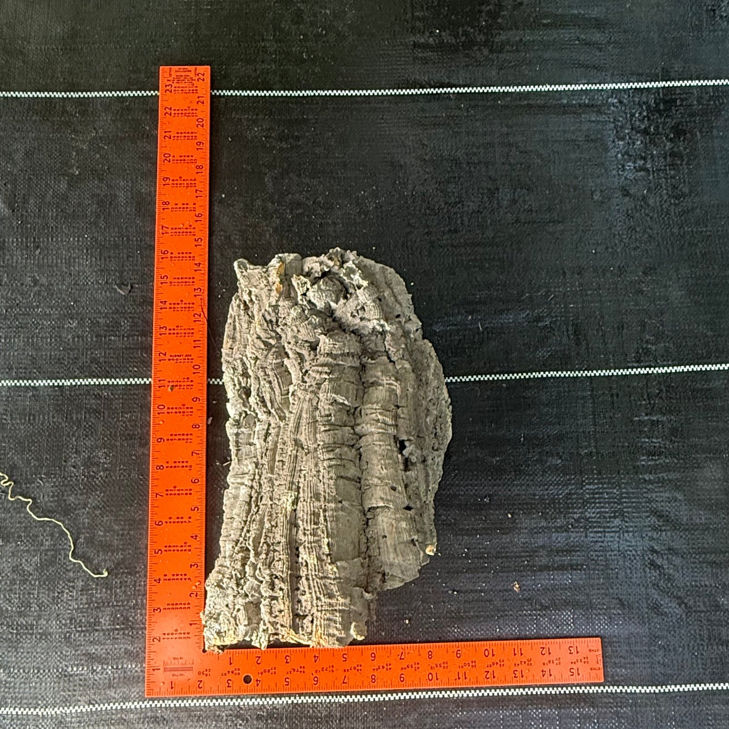 XL Cork Bark Slabs- Choose Your Mount