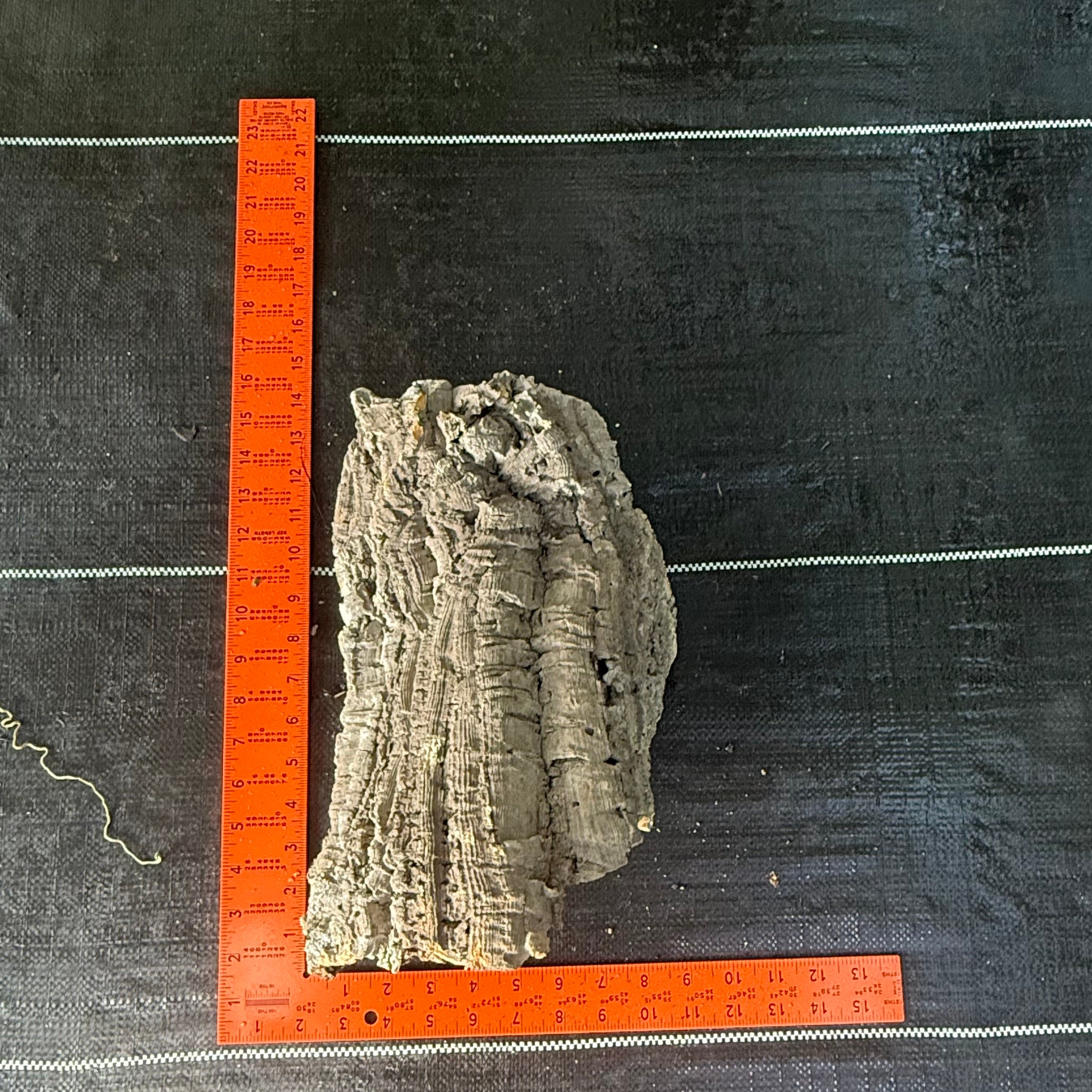 XL Cork Bark Slabs- Choose Your Mount