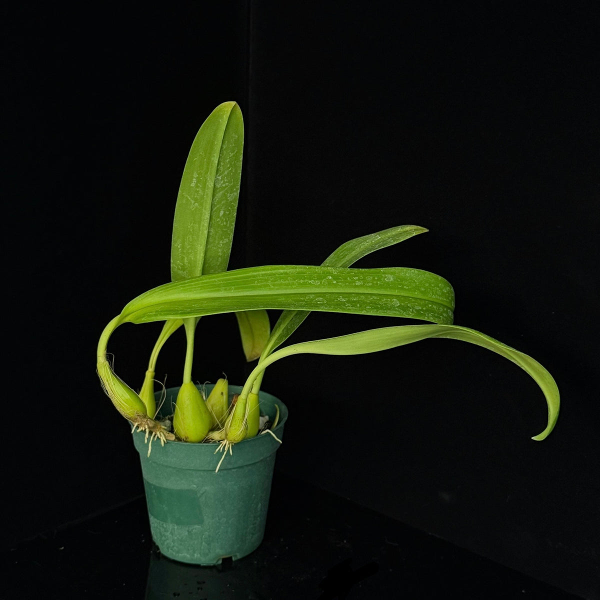 Bulbophyllum lobbii