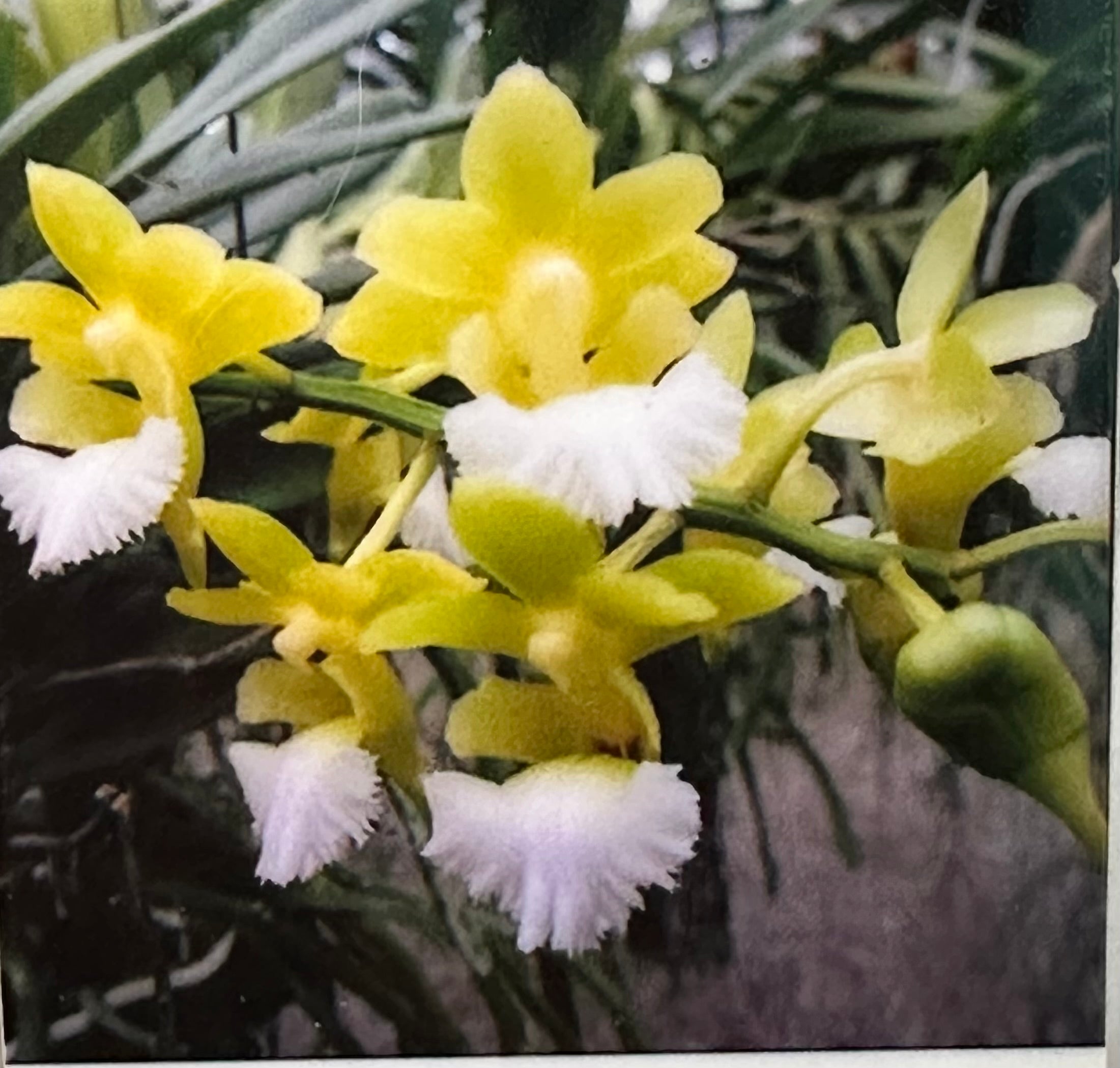 Christensonia Vietnamica x Aerides houlletiana (fragrant)