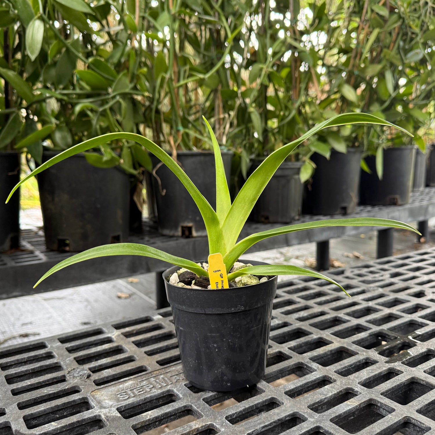 Phragmipedium QF Falling Star