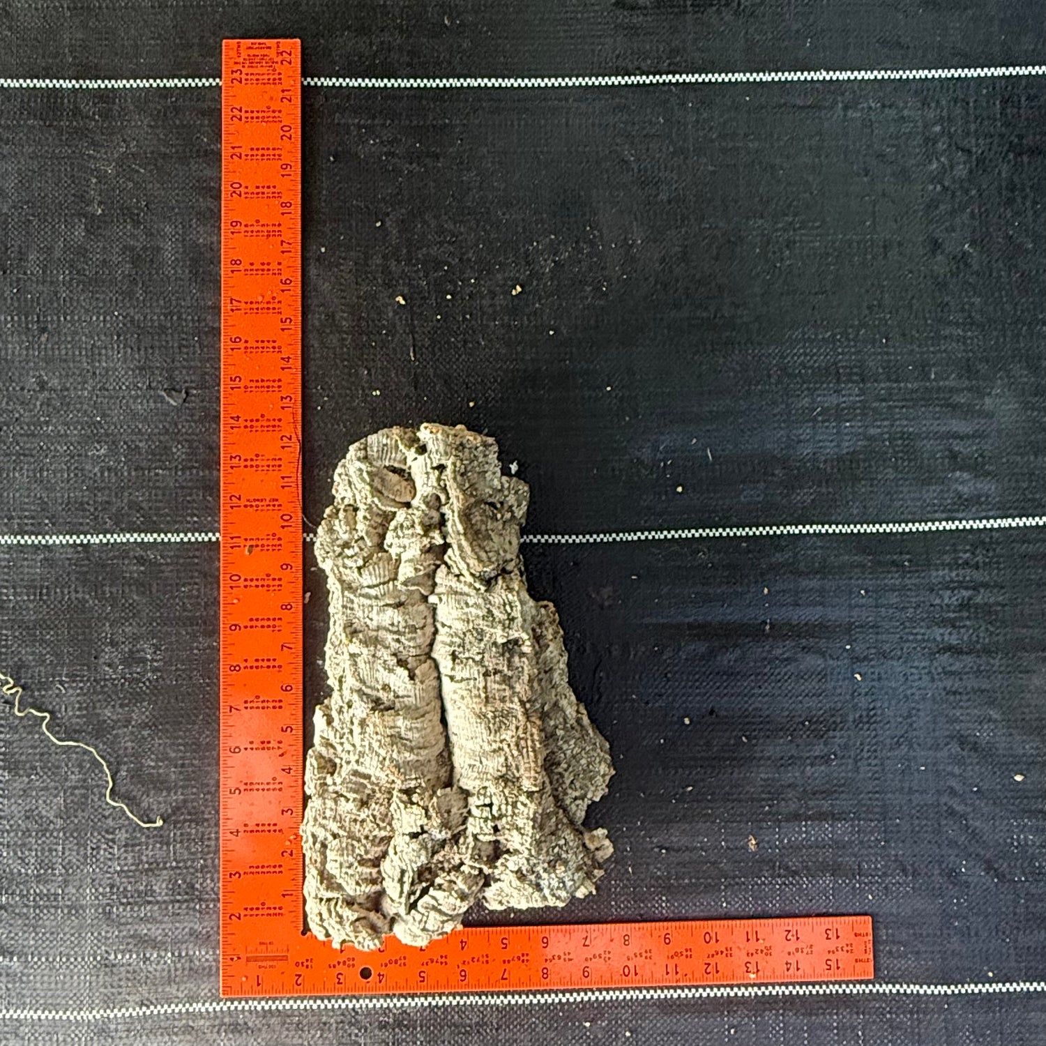 XL Cork Bark Slabs- Choose Your Mount