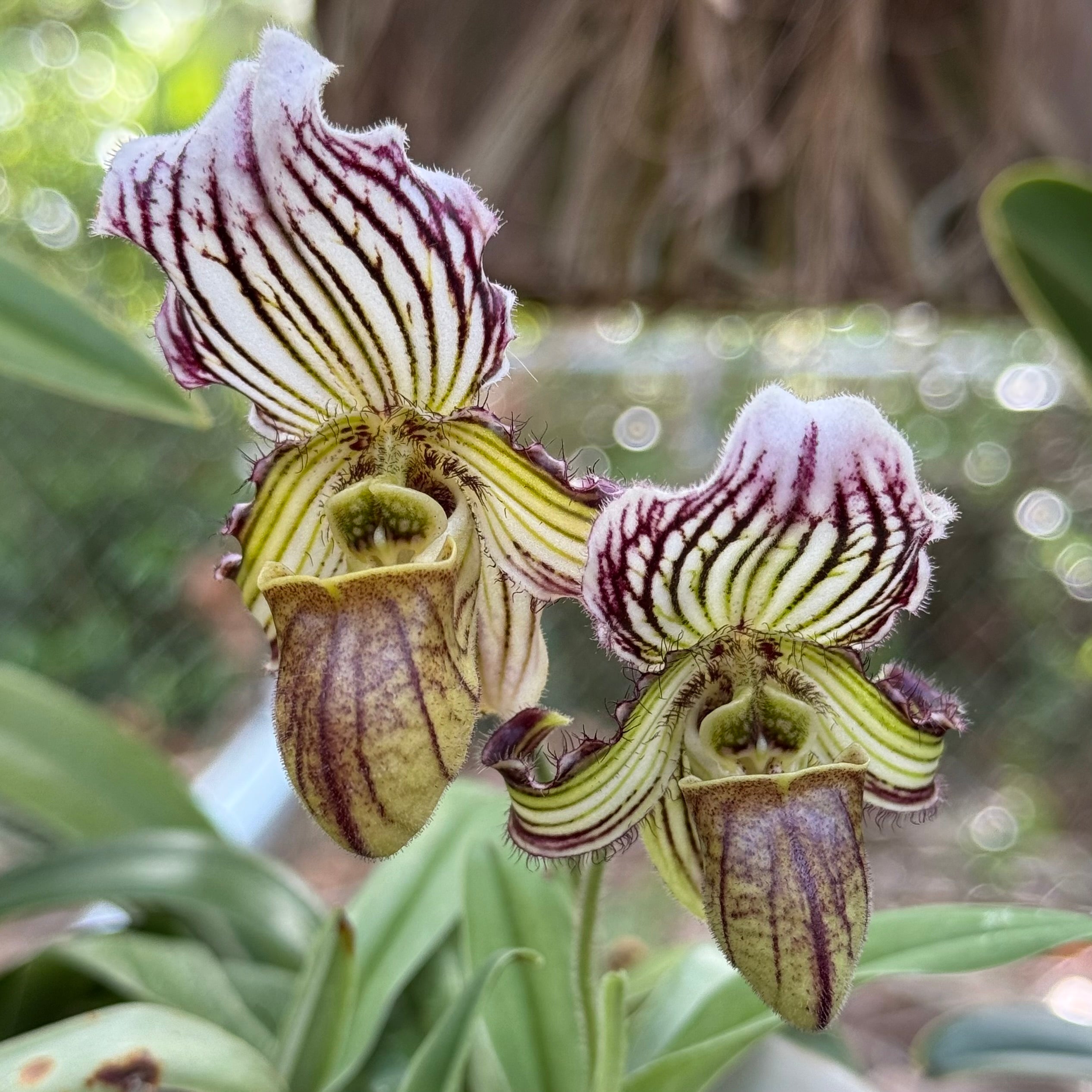 Paph fairrieanum- 2” pots Blooming Size
