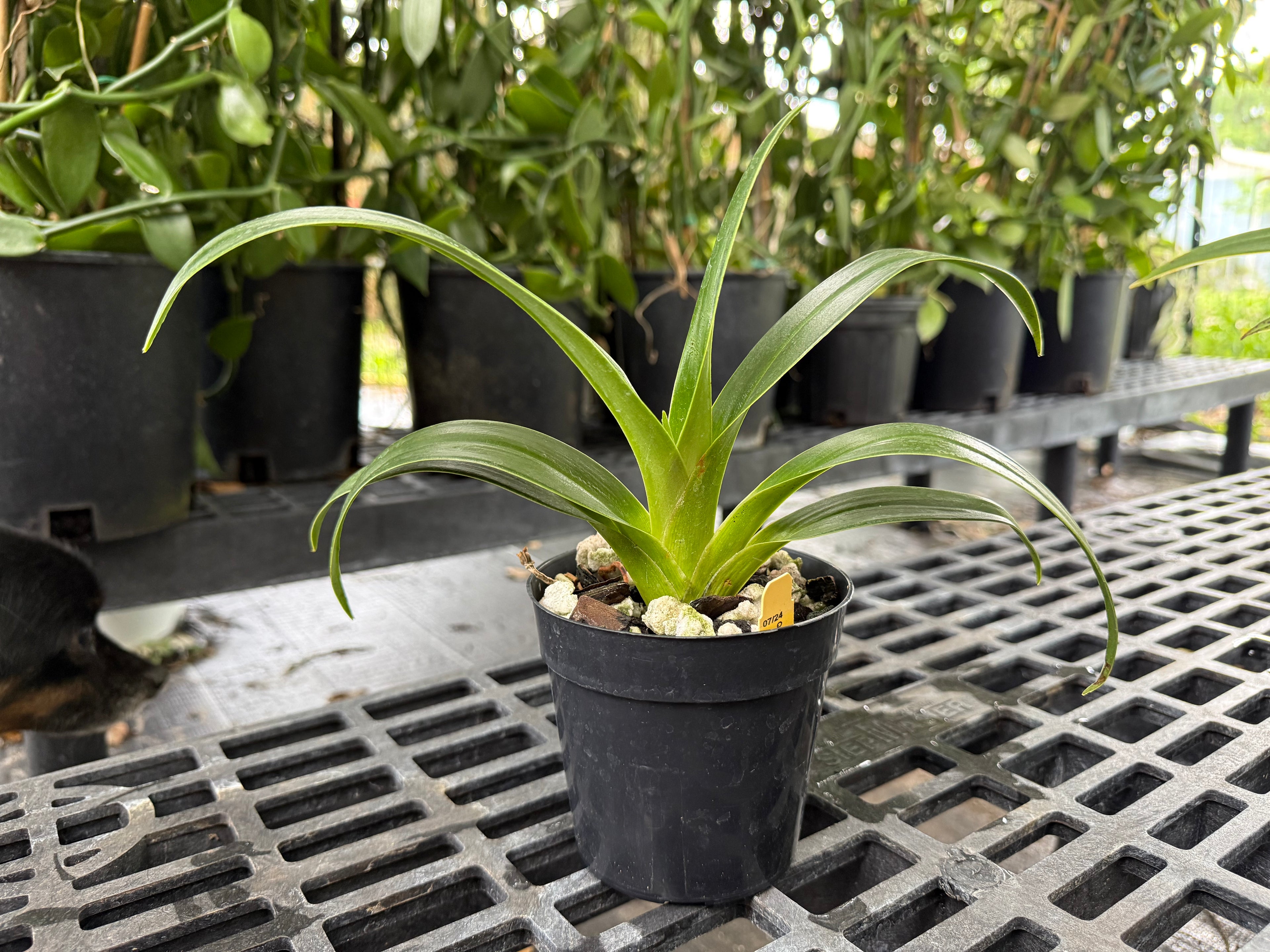 Phrag. QF Hawaiian Apprentice
