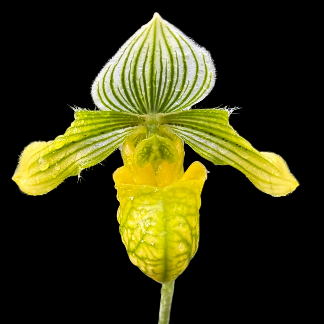 Paph. venustum var. alba