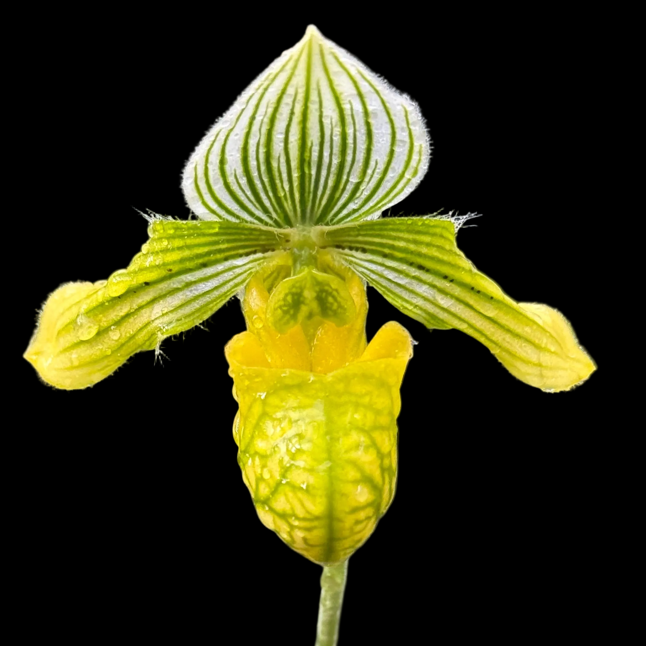 Paph. venustum var. alba