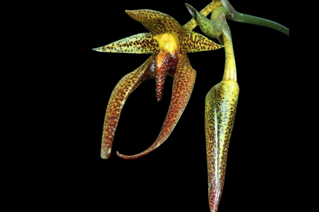 Bulbophyllum papulosum