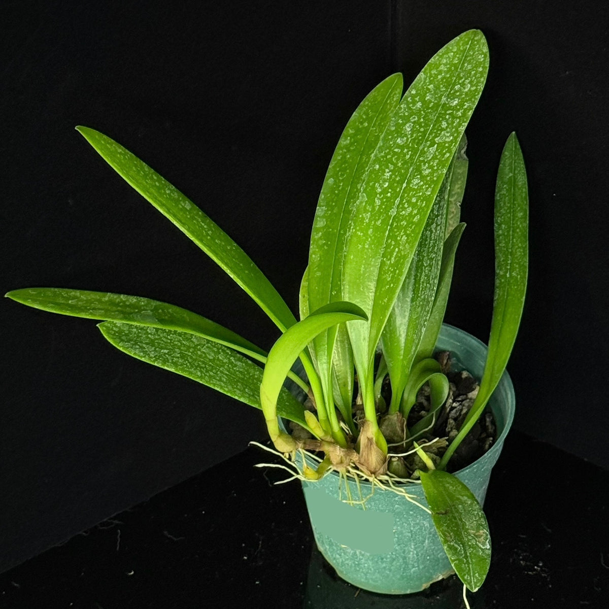 Bulbophyllum trigonopus