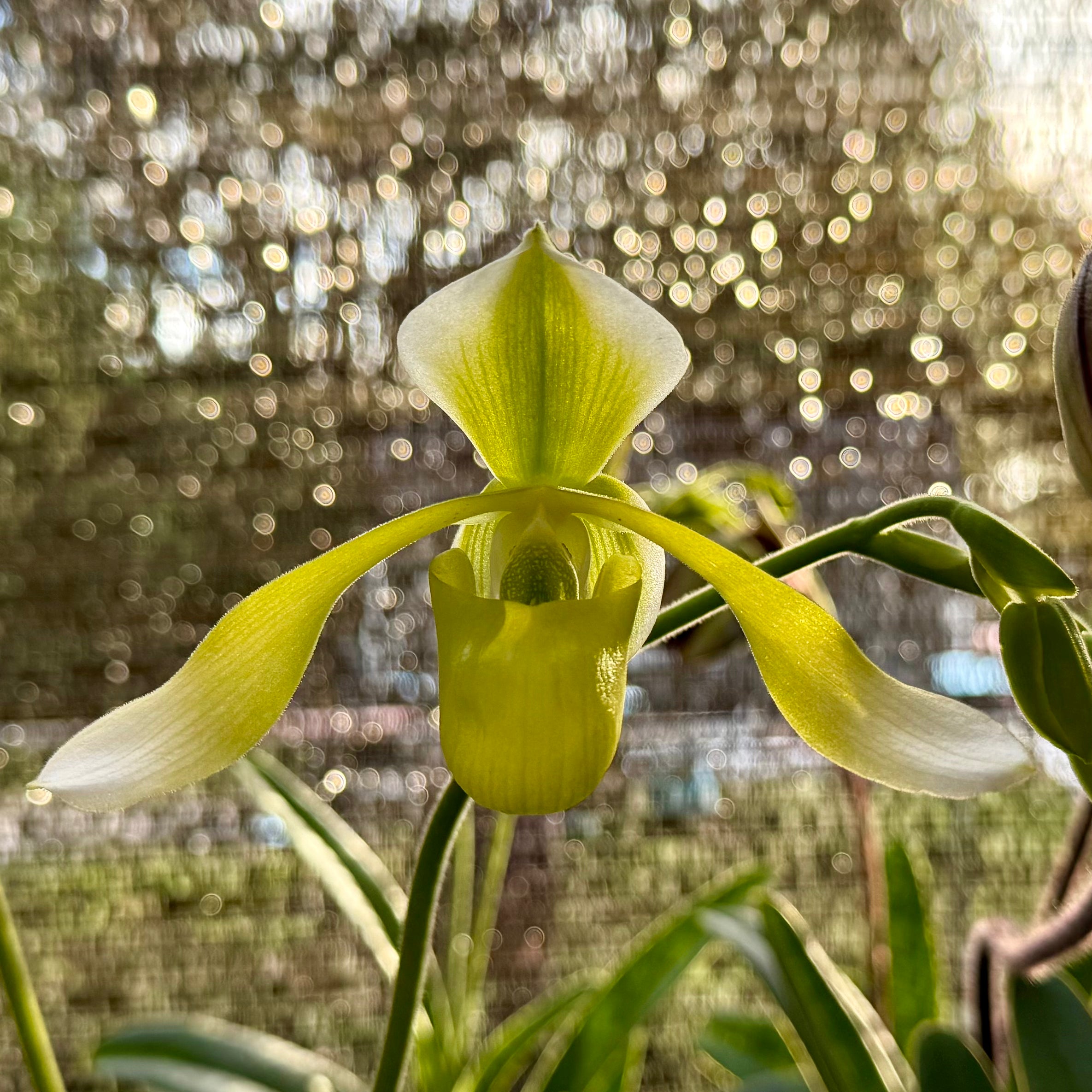 Paph. Quintal Wonder x lowii alba- In spike!