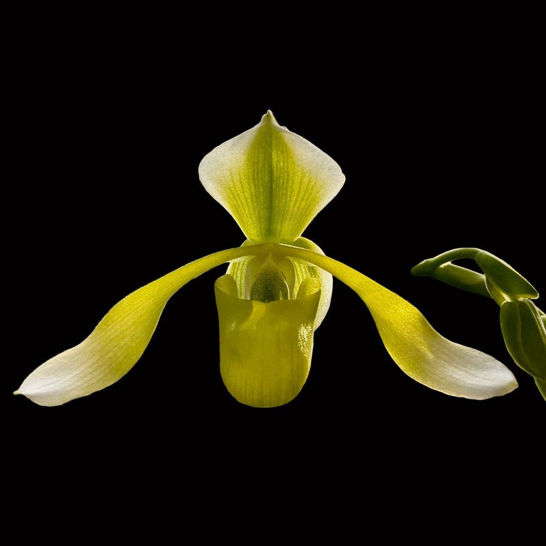 Paphiopedilum QF Elizabeth (Quintal Wonder x lowii alba)