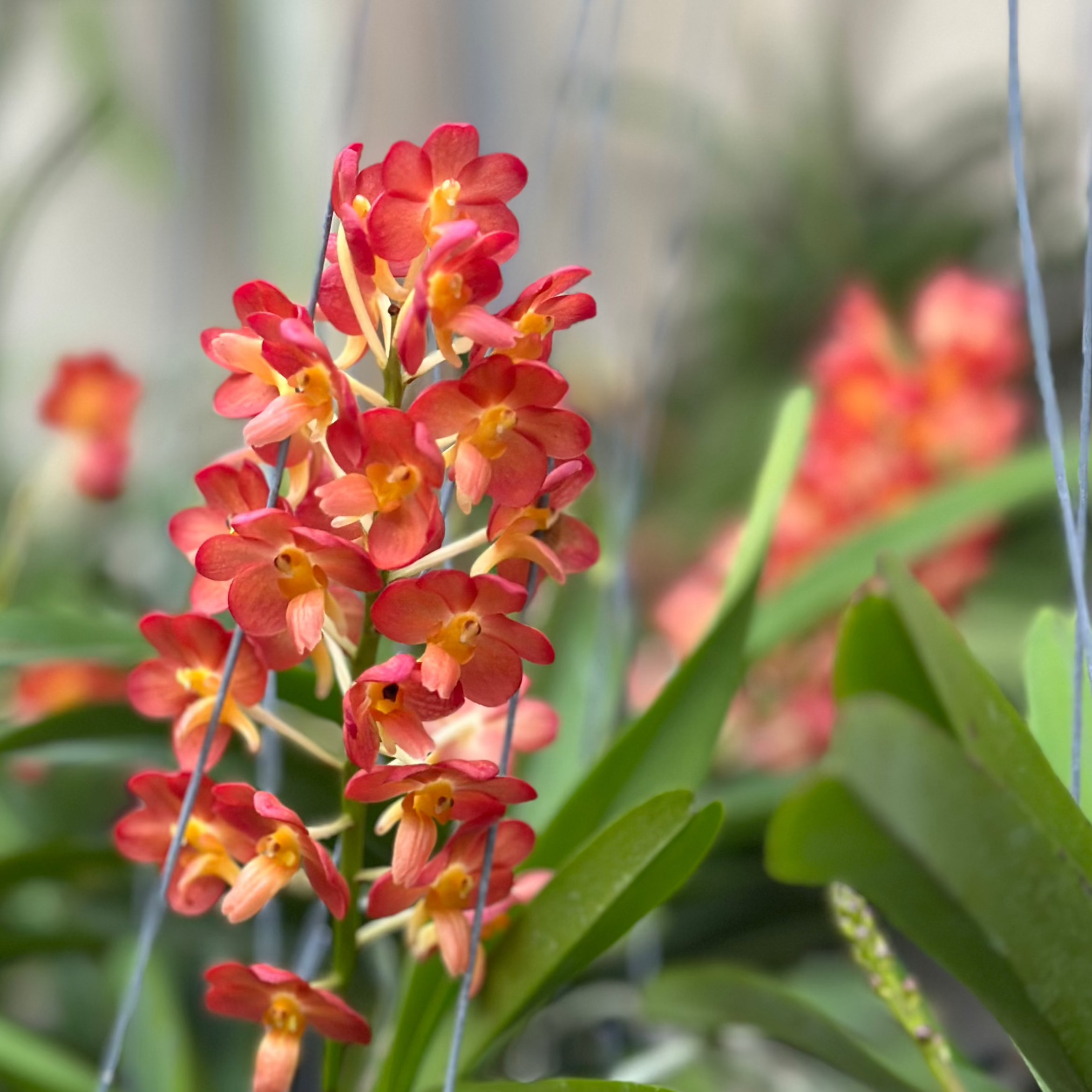 Rhy. Bangkok Sunset x. Ascda. Pralor (Red)