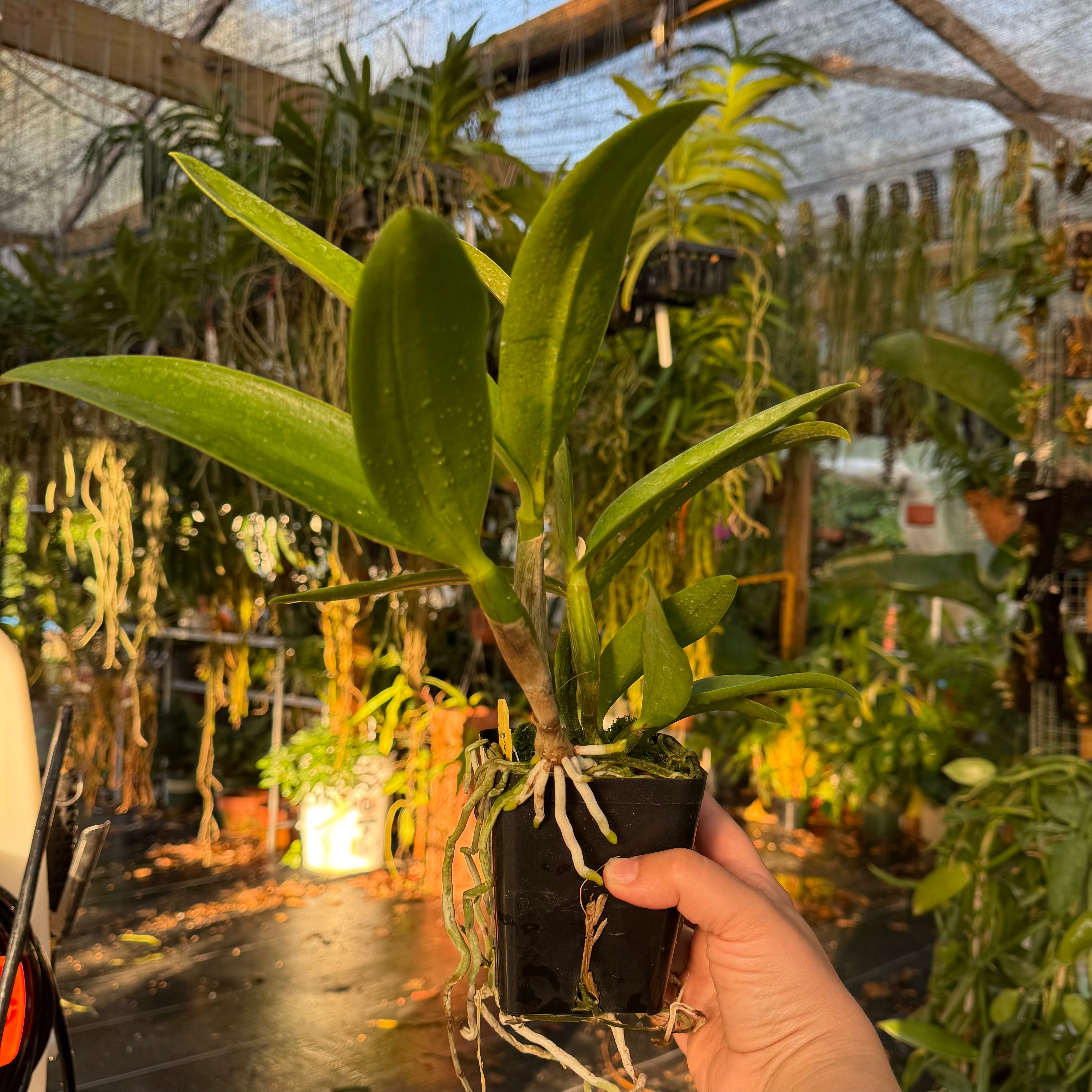 Procatavola QF Sherbet Punch (Bc. Hippodamia x Ctyh. Lime Sherbet)