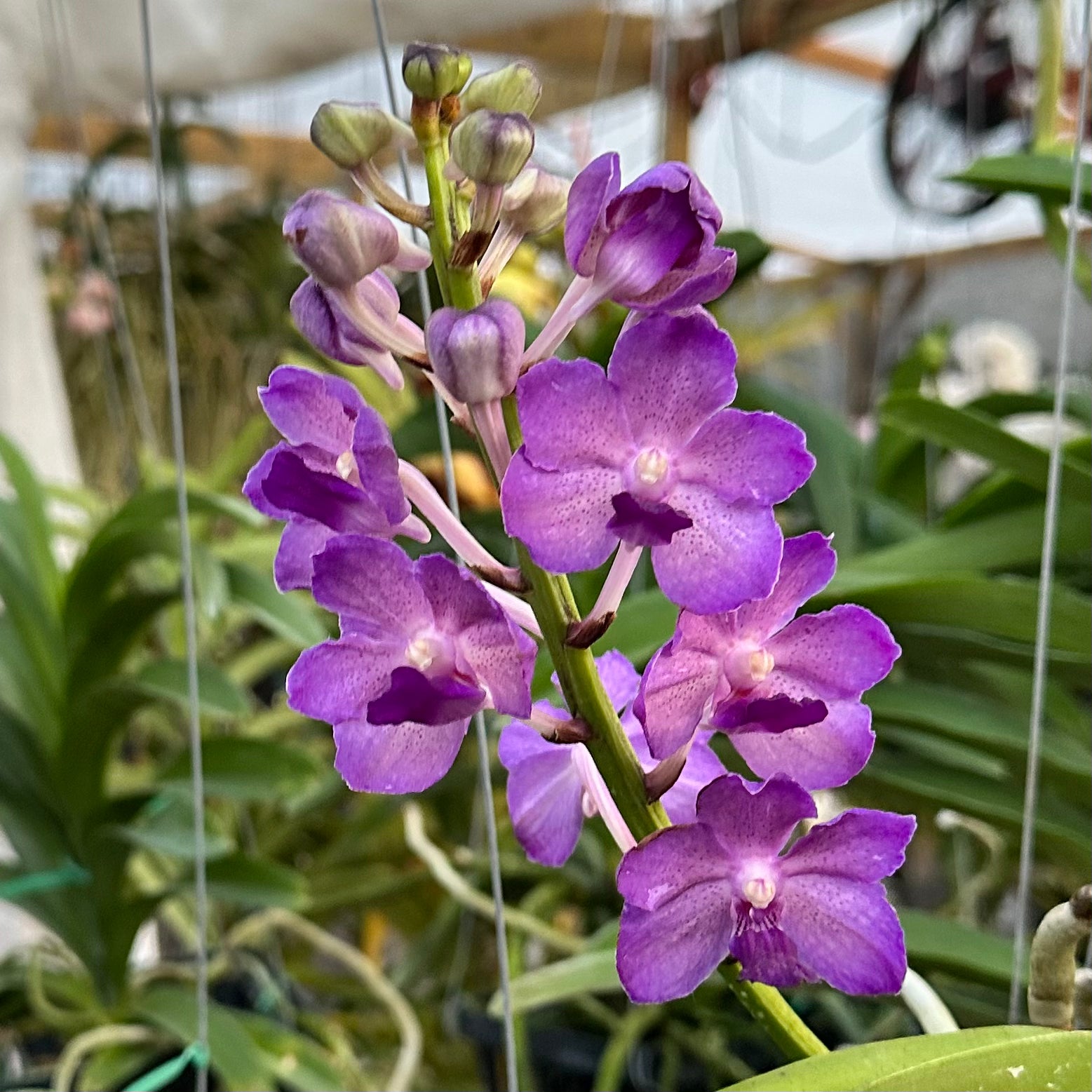 Vanda Pine Rivers x Rosita Abdullah