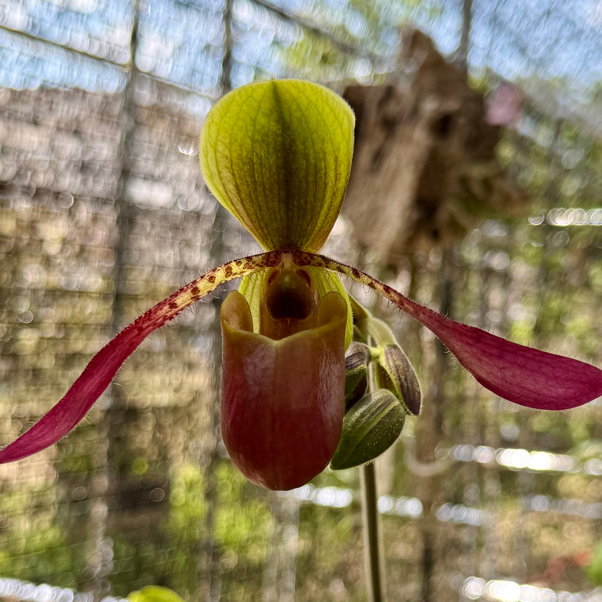 Paphiopedilum Song Of Love (liemianum x lowii)