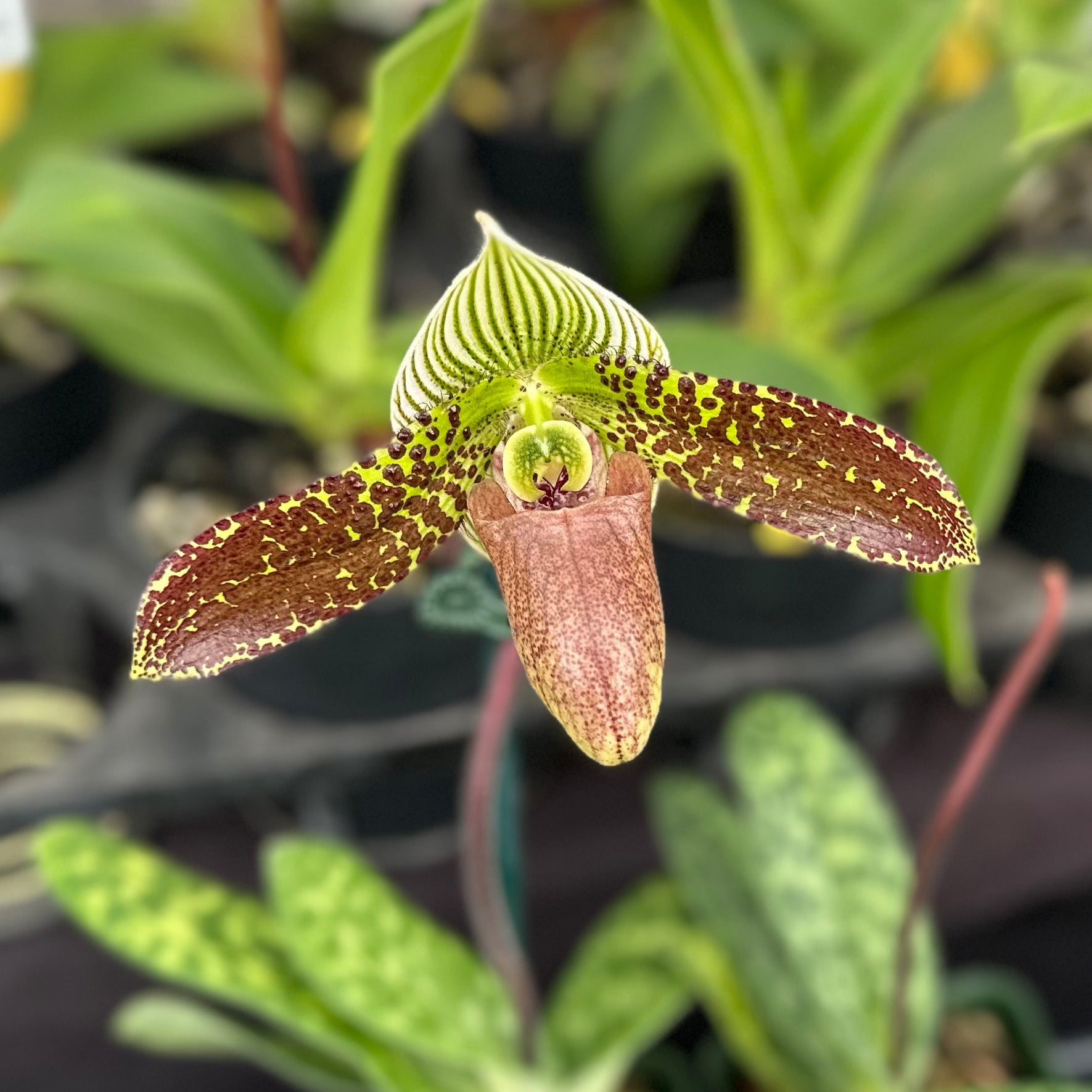 Paph. QF Detective